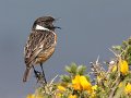 903 - stonechat - KITCHINGMAN Lee - england